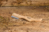 Trimmmesser geschliffen grob Trimmmesser geschliffen grob