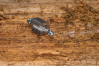 Spare blade set MINI Spare blade set MINI
