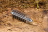 Spare blade set Spare blade set
