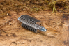 Spare blade set Spare blade set