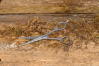 Fur / Dog scissors Fur / Dog scissors